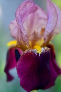 Iris by Linda Burke