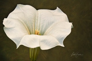 Night Bloomer by Linda Burke