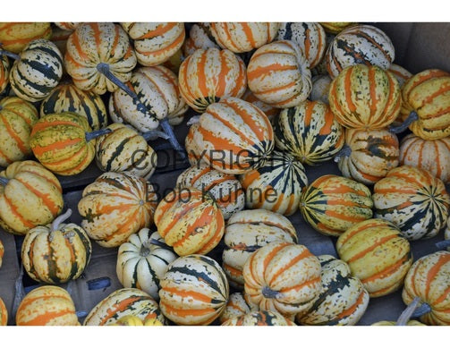 Lines & Circles by Bob Kuhne